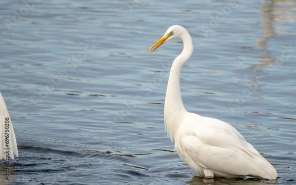 Fototapeta ダイサギ