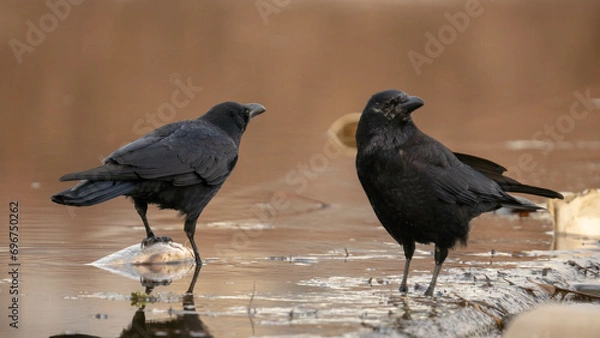 Fototapeta カラス