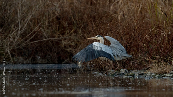 Fototapeta アオサギ