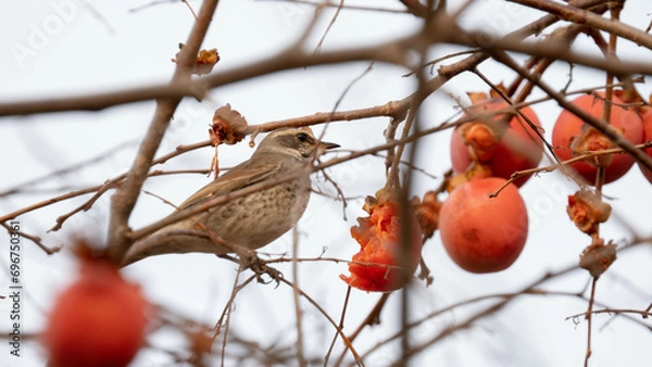 Fototapeta 柿おいしそう