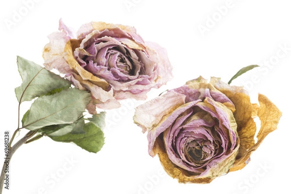 Obraz getrocknete rosenblüten