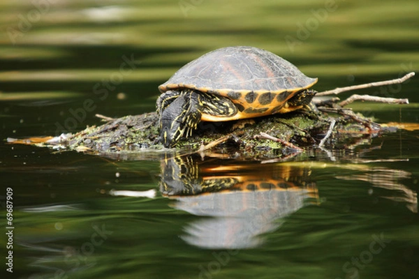 Fototapeta Red-eared Slider, Trachemys scripta elegans