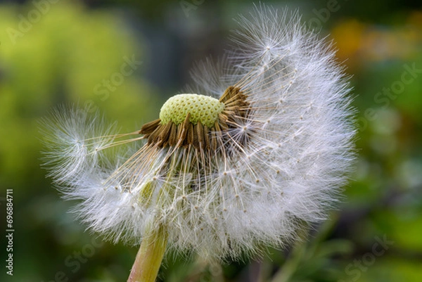 Obraz Pusteblume - Löwenzahn