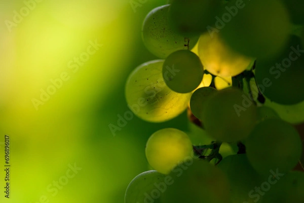 Obraz leuchtende Weintrauben