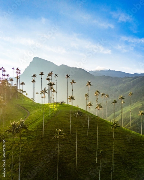 Obraz Palm trees in Valle de Cocora, Salento in Colombia