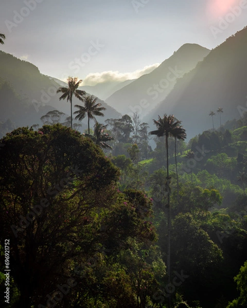 Obraz Valle de Cocora, Colombia