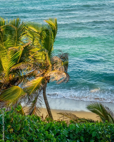 Obraz tree on the beach