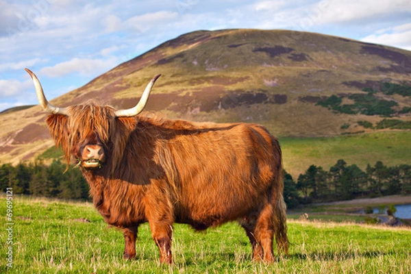 Obraz Highland angus cow