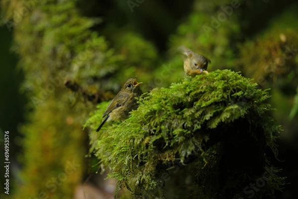 Obraz Robin (Erithacus rubecula) Juvenile on moss birdwatching in the forest