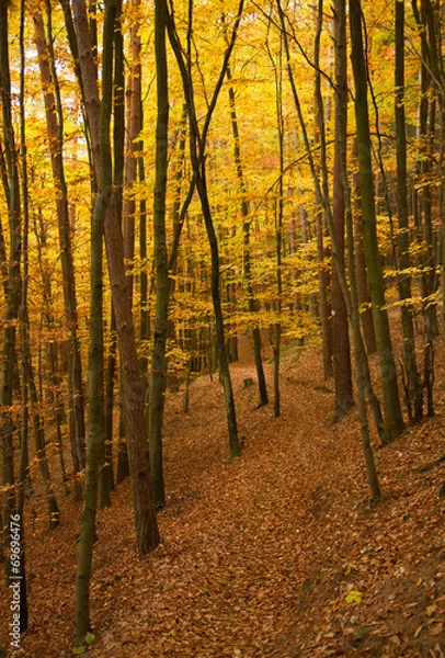 Fototapeta autumn forest