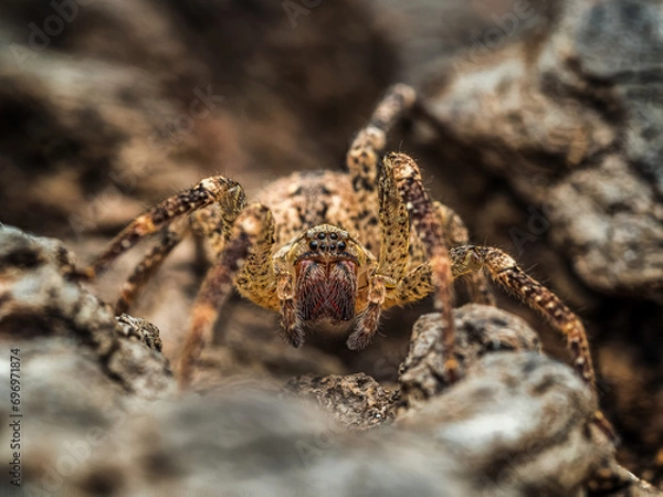 Obraz Nosferatu-Spinne #01