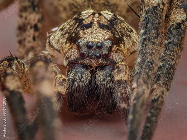 Obraz Nosferatu-Spinne #03