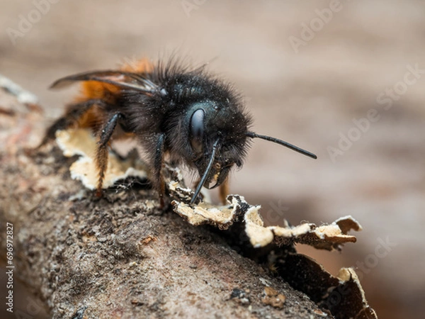 Obraz Mauerbiene #03