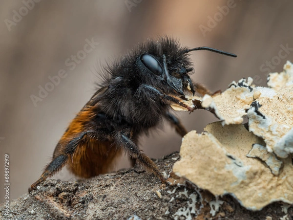 Obraz Mauerbiene #01