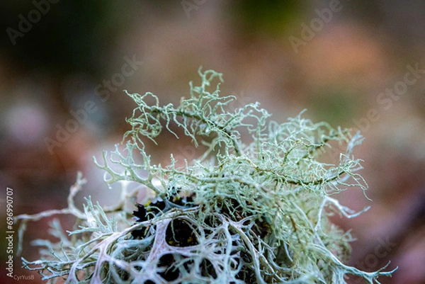 Obraz Lichen