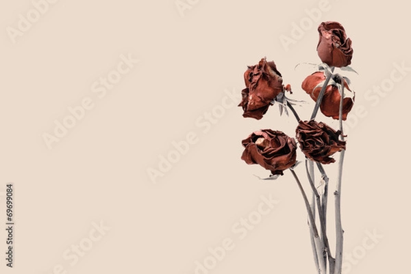 Obraz withered rose