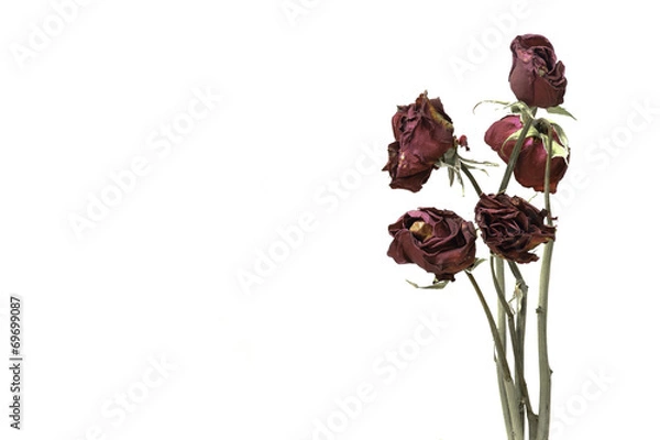 Obraz withered rose