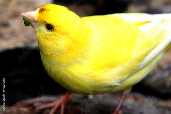 Obraz yellow bird