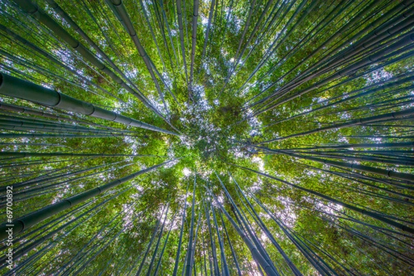 Fototapeta Shot of bamboo looking up in South Korea