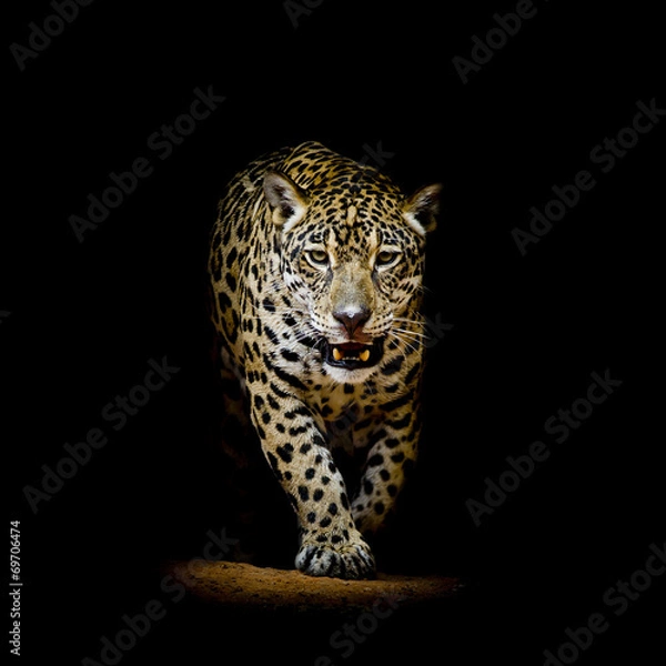Obraz Leopard portrait