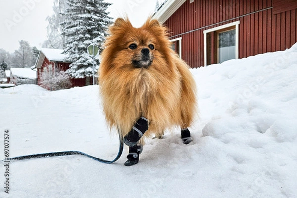 Obraz Cute fluffy pomeranian spitz dog on a winter walk on the leash with fancy fashionable pet shoes on paws