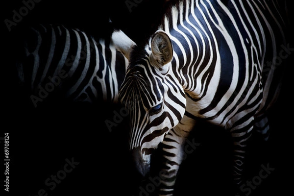 Fototapeta zebra