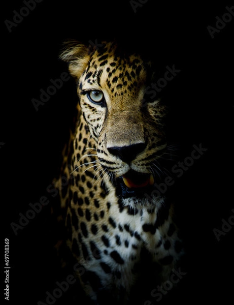 Obraz Leopard portrait