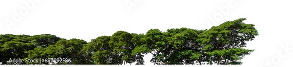 Fototapeta Green trees isolated are forest on transparent background, high resolution.