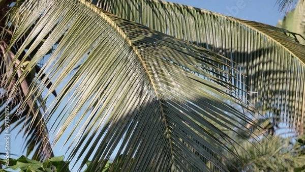 Obraz coconut trees with sunlight and a bright sky.