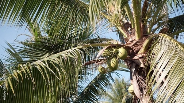 Obraz coconut trees with sunlight and a bright sky.