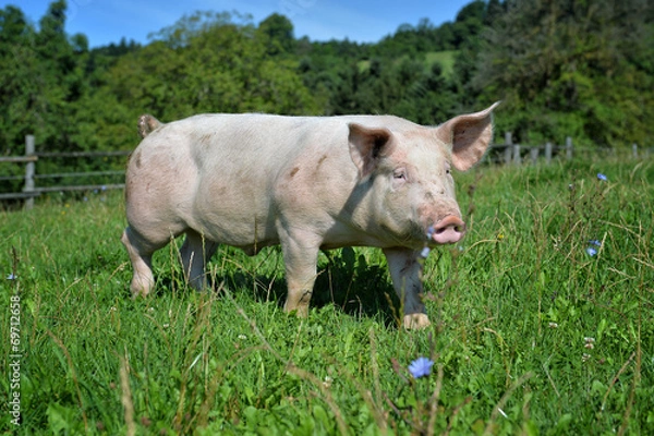 Obraz Schwein auf Wiese