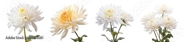 Obraz Chrysanthemum