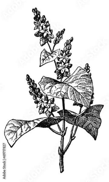 Obraz Graines de Sarrasin