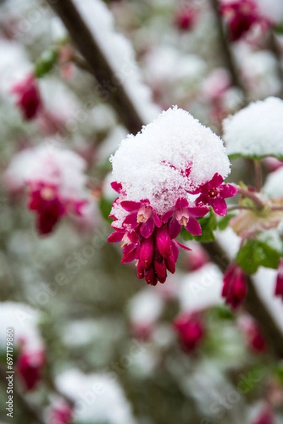 Obraz Ribes sanguineum with snow