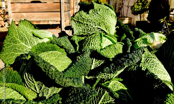 Obraz farmers harvest, cabbage on the market counter