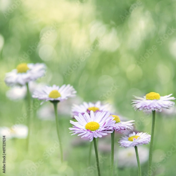Fototapeta Spring, summer meadow. Meadow flowers. Camomile