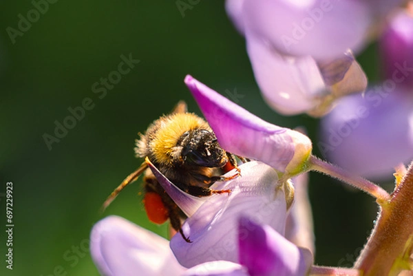 Obraz Spring, summer background. Bumblebee on a wildflower close-up.