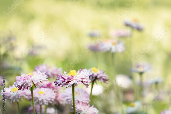 Fototapeta Daisies in a meadow on a sunny day. Spring, summer background. Meadow flowers