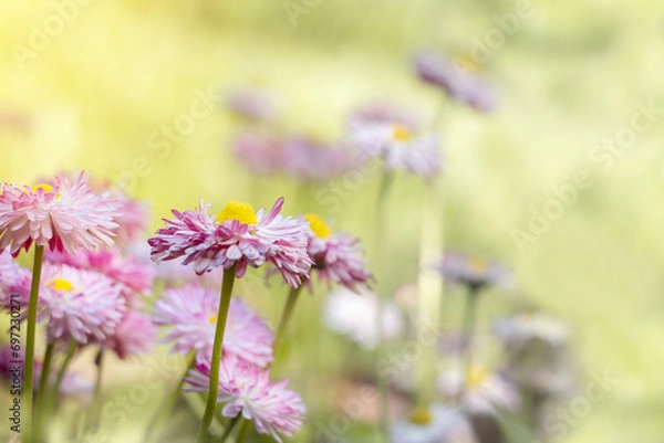 Fototapeta Daisies in a meadow on a sunny day. Spring, summer background. Meadow flowers.