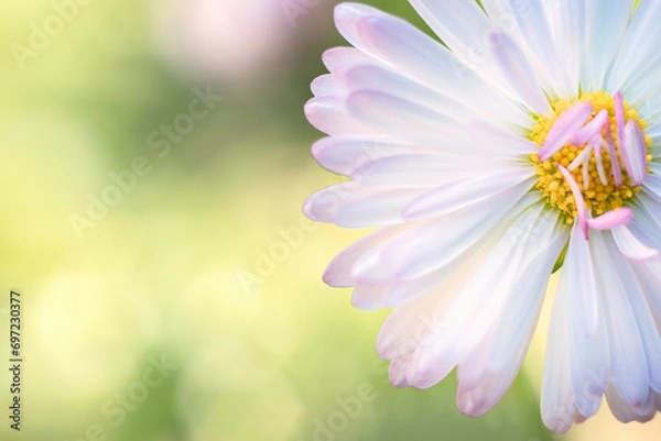 Fototapeta Close-up of a chamomile flower. Spring, summer background. Meadow Flower