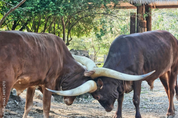 Fototapeta Ankole Cattle