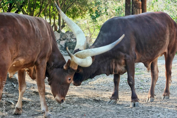 Fototapeta Ankole Cattle Fighting