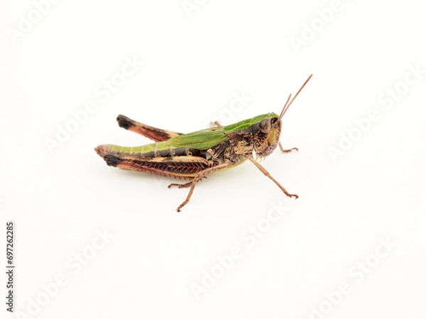 Fototapeta The meadow grasshopper. Green prairie grasshopper. Pseudochorthippus parallelus