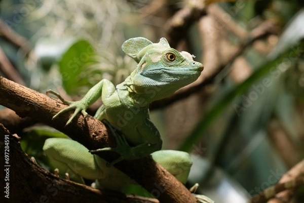 Fototapeta green lizard on a tree