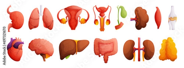 Fototapeta Set of illustrations of human organs. Heart, liver, kidneys, spleen, bone, brain, intestines, muscle, gall bladder, female and male reproductive system. High detail Cartoon style.