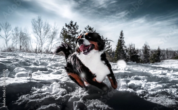 Obraz bernese mountain dog