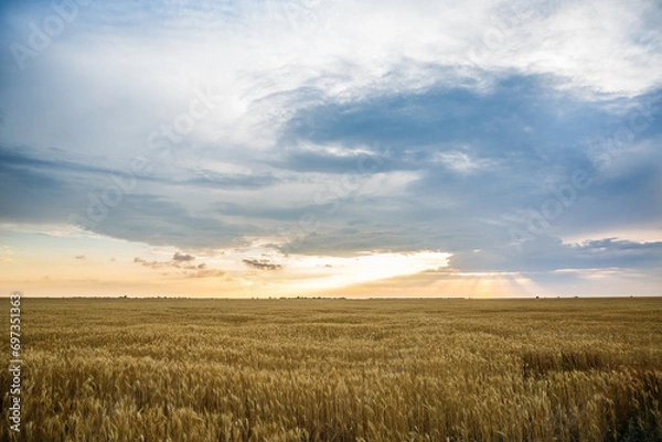 Fototapeta Large wheat field at sunset, golden wheat field