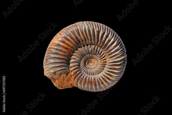 Fototapeta Fossil Ammonite from the Mesozoic Era
