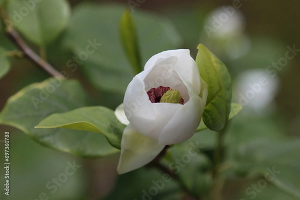 Obraz Blooming white magnolia.