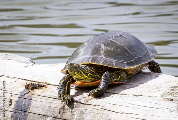 Fototapeta Painted Turtle